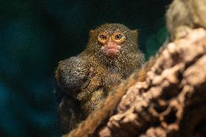 Der Däumling im Amazonienhaus